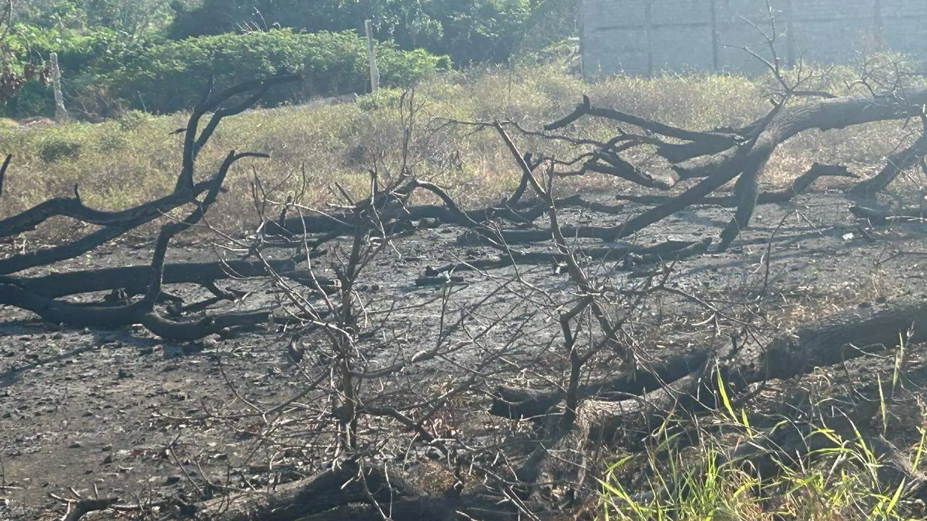 arboles quemados1